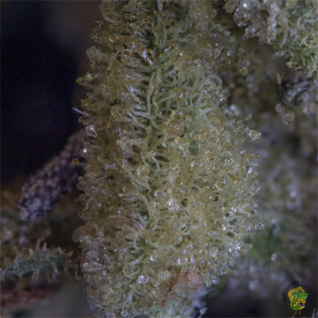 Sputnik marijuana strain flower with rose and pear flavor and energetic / creative effects - Rare Harvest sativa