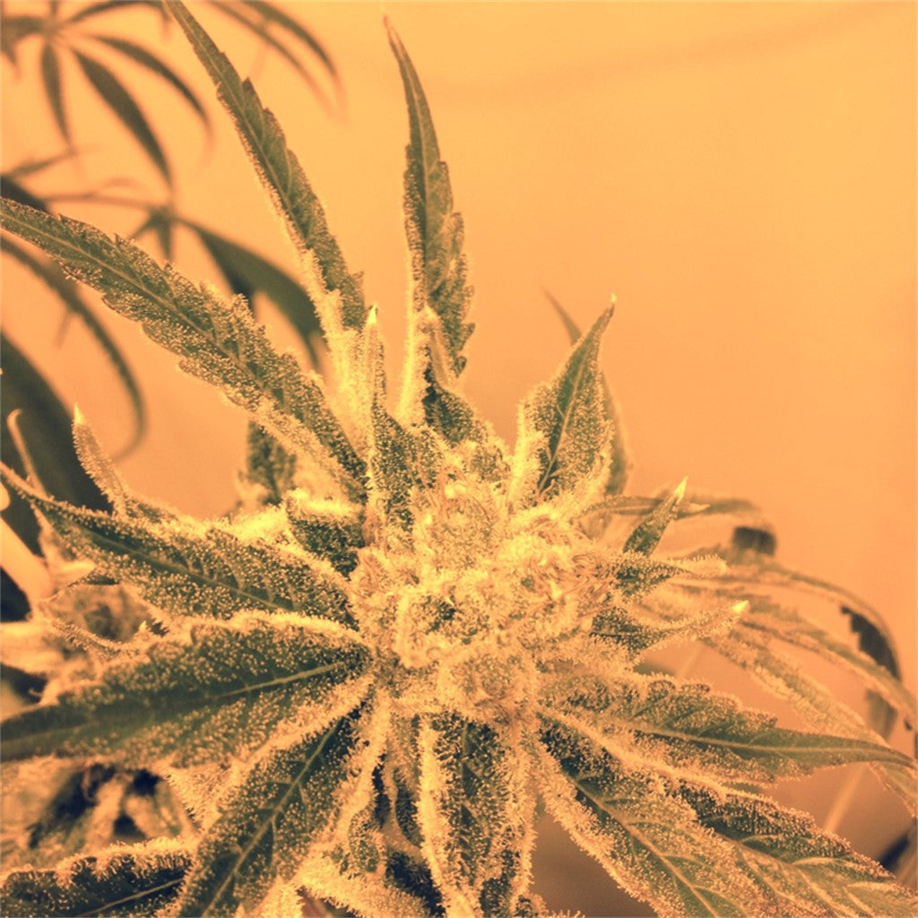 Star Tonic marijuana strain flower with citrus and lemon flavor and focused / relaxed effects - Rare Harvest hybrid