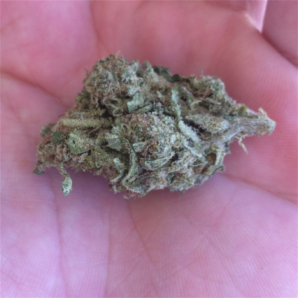 Stardawg Guava marijuana strain flower with chemical and tropical flavor and uplifted / creative effects - Rare Harvest sativa