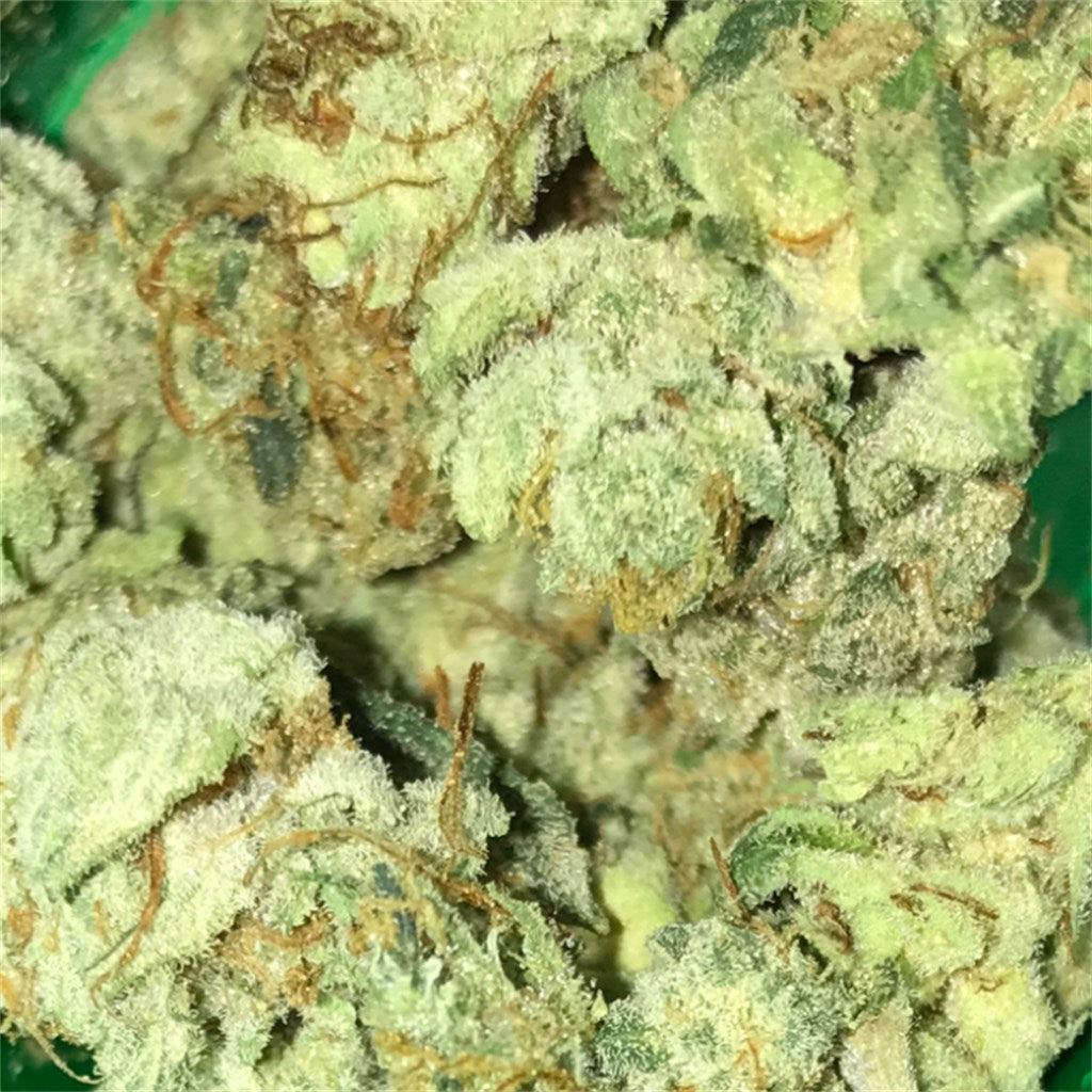 Starfighter marijuana strain flower with lavender and chemical flavor and giggly / happy effects - Rare Harvest hybrid