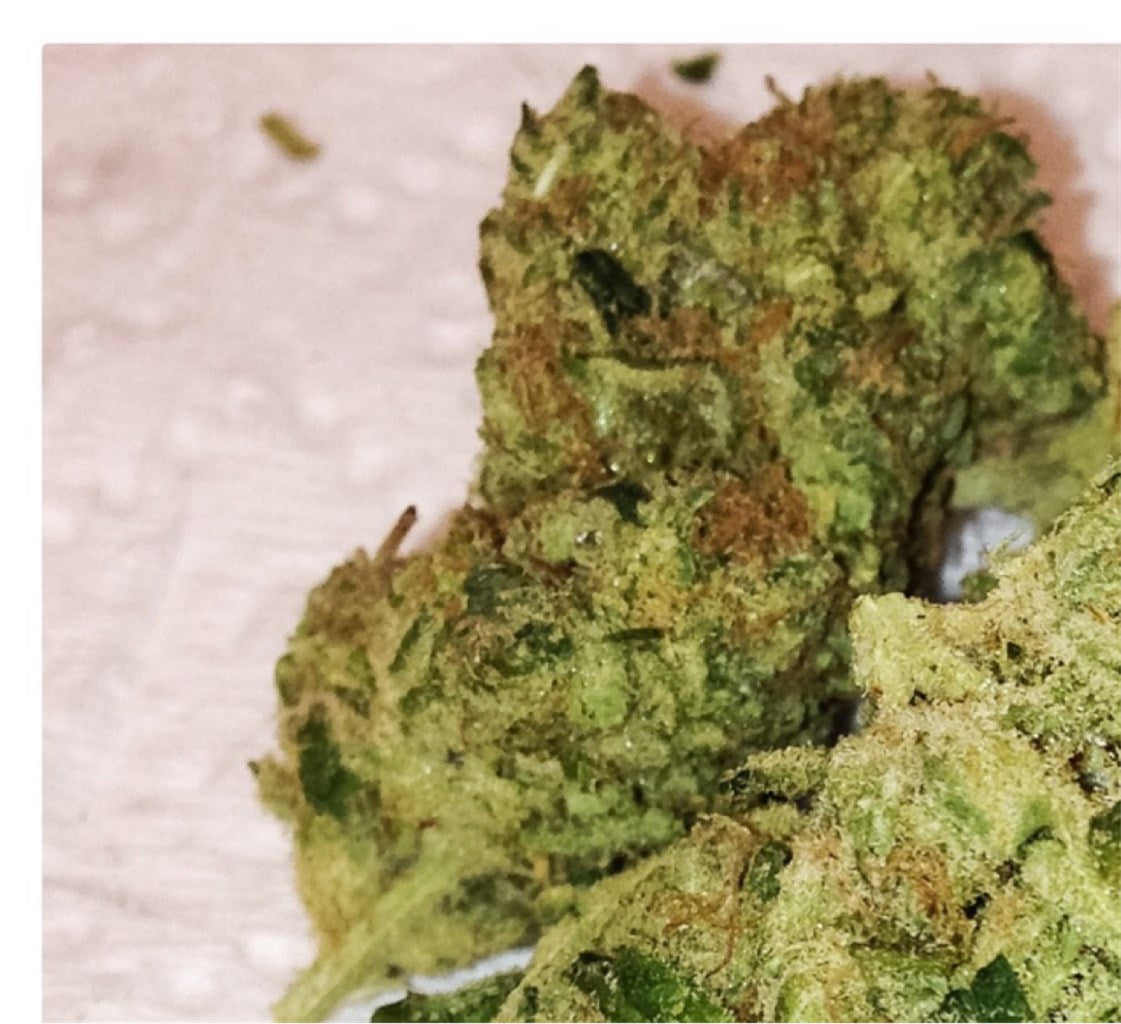 Starry Night marijuana strain flower with blue cheese and tropical flavor and focused / energetic effects - Rare Harvest hybrid