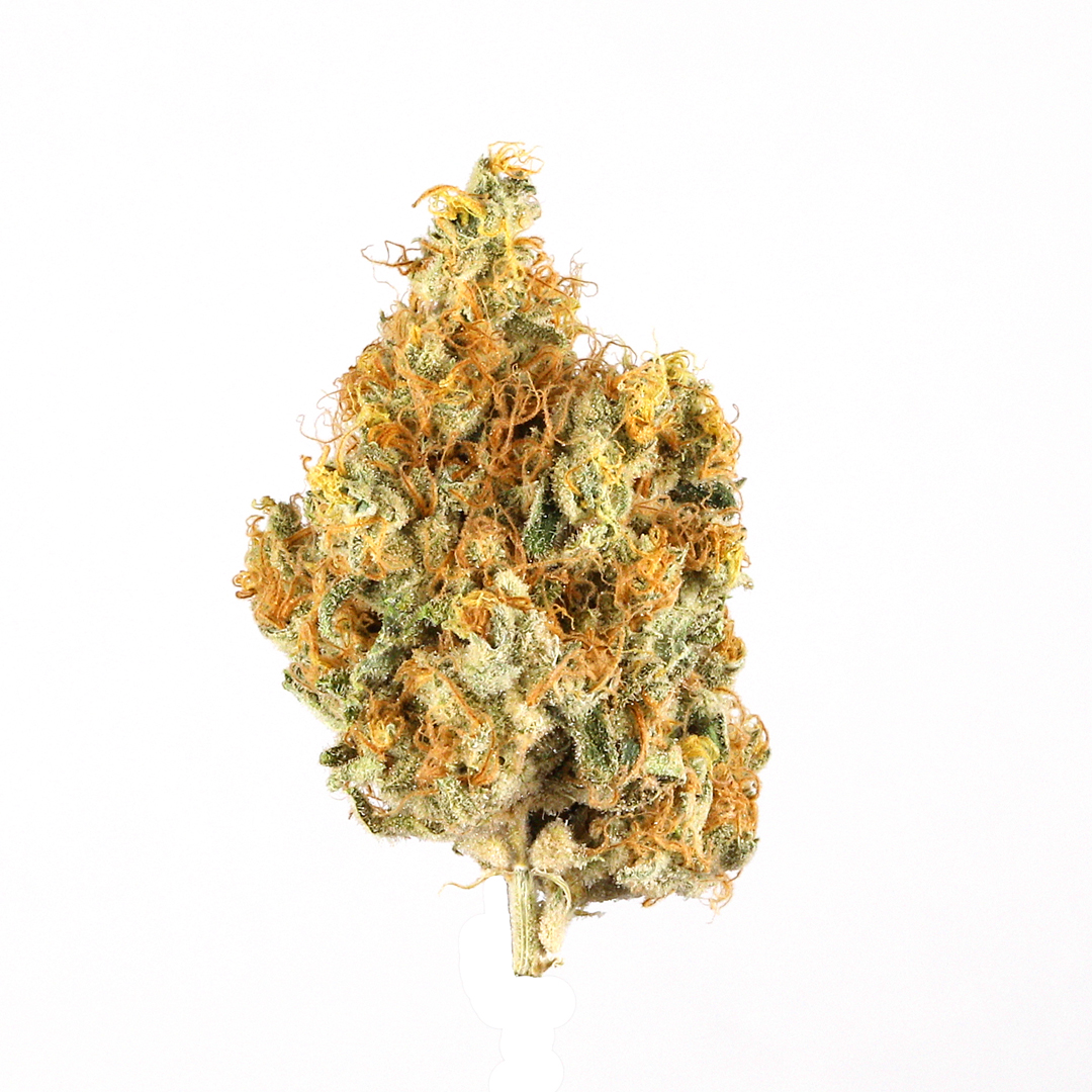 Malawi Gold marijuana strain flower with tar and tropical flavor and energetic / aroused effects - Rare Harvest sativa