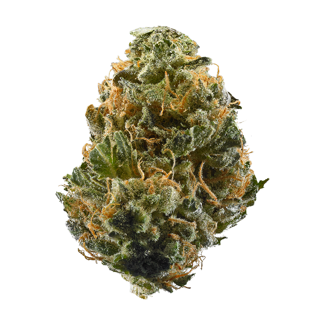 White Peach marijuana strain flower with peach and blueberry flavor and creative / uplifted effects - Rare Harvest hybrid