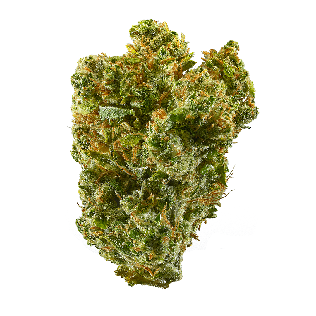 Leda Uno marijuana strain flower and energetic / creative effects - Rare Harvest sativa