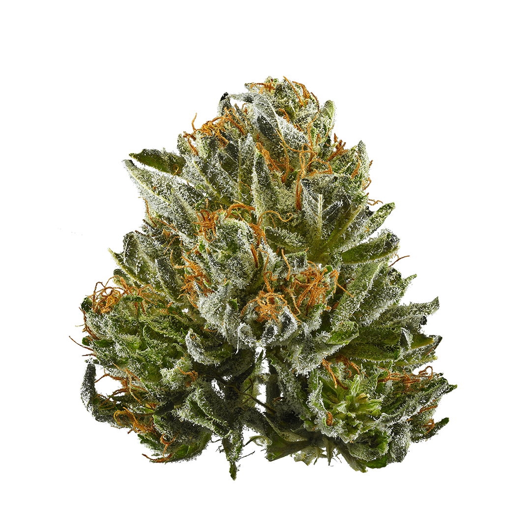 Phat Burger marijuana strain flower with chemical and cheese flavor and relaxed / tingly effects - Rare Harvest hybrid
