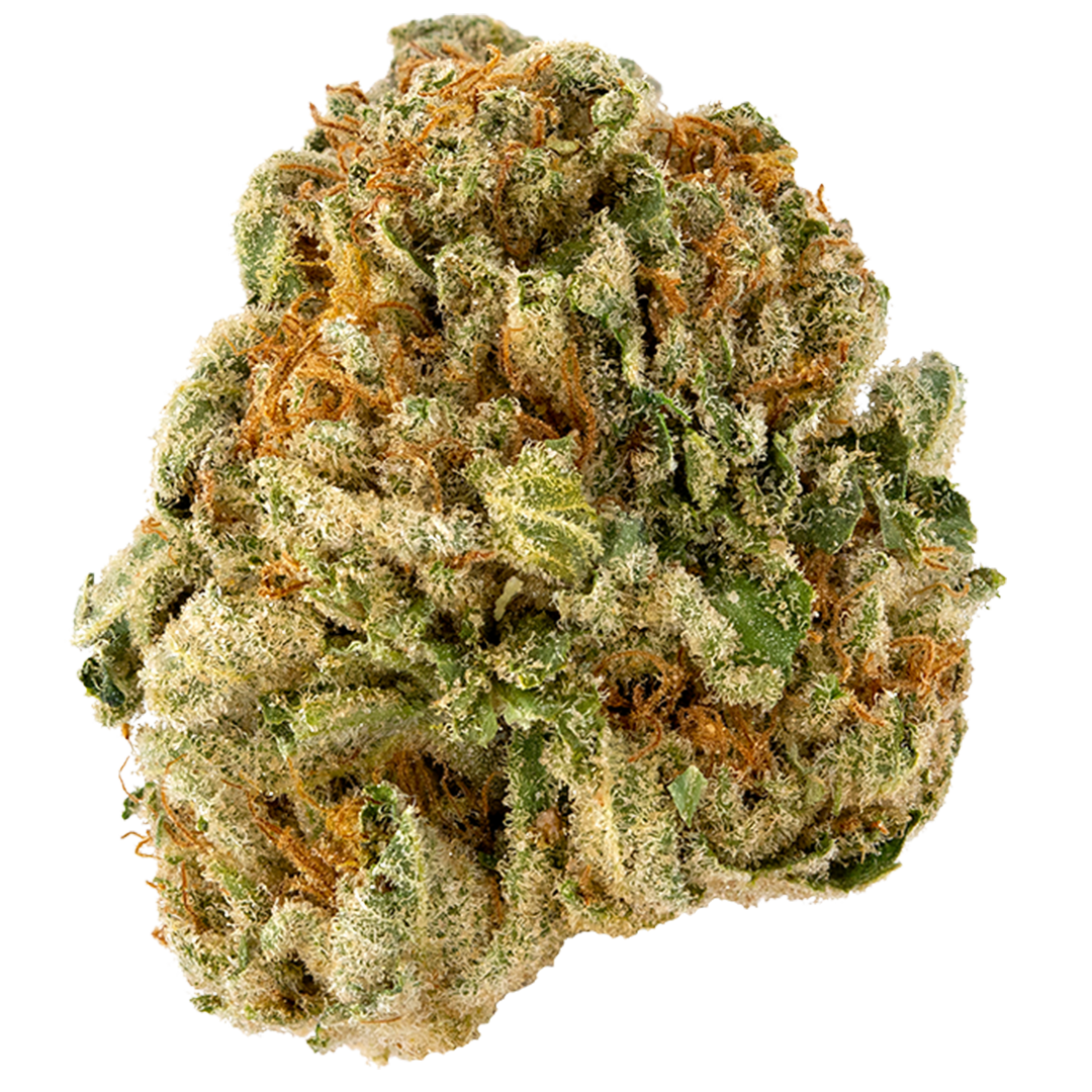 Waikiki Queen marijuana strain flower with pineapple and cheese flavor and talkative / energetic effects - Rare Harvest hybrid