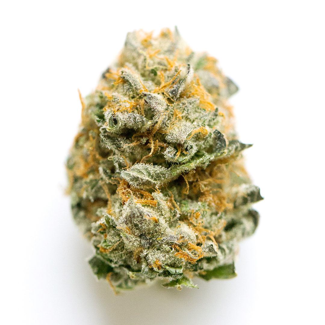 Wicked Flo marijuana strain flower with orange and earthy flavor and creative / uplifted effects - Rare Harvest hybrid