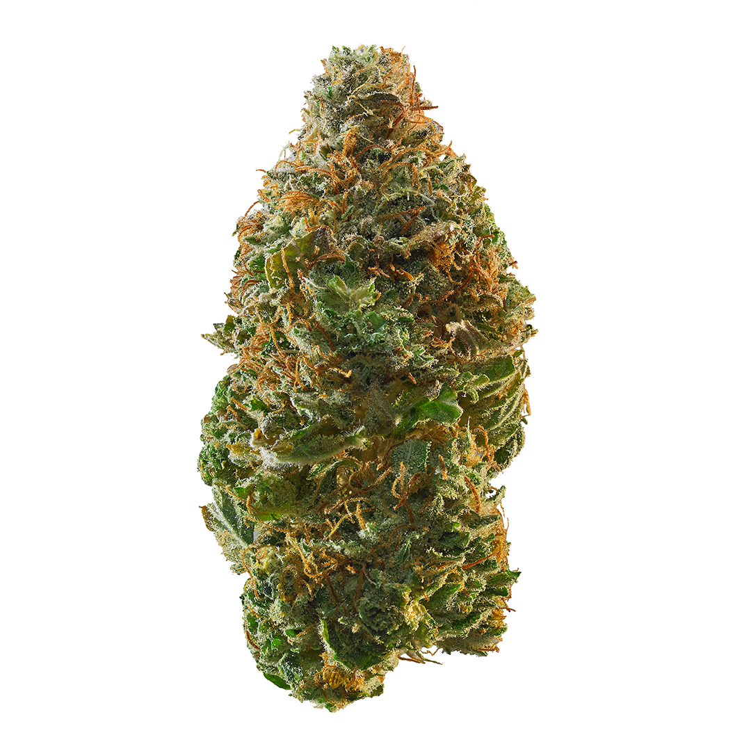 West Coast Dawg marijuana strain flower with tropical and sweet flavor and talkative / uplifted effects - Rare Harvest indica