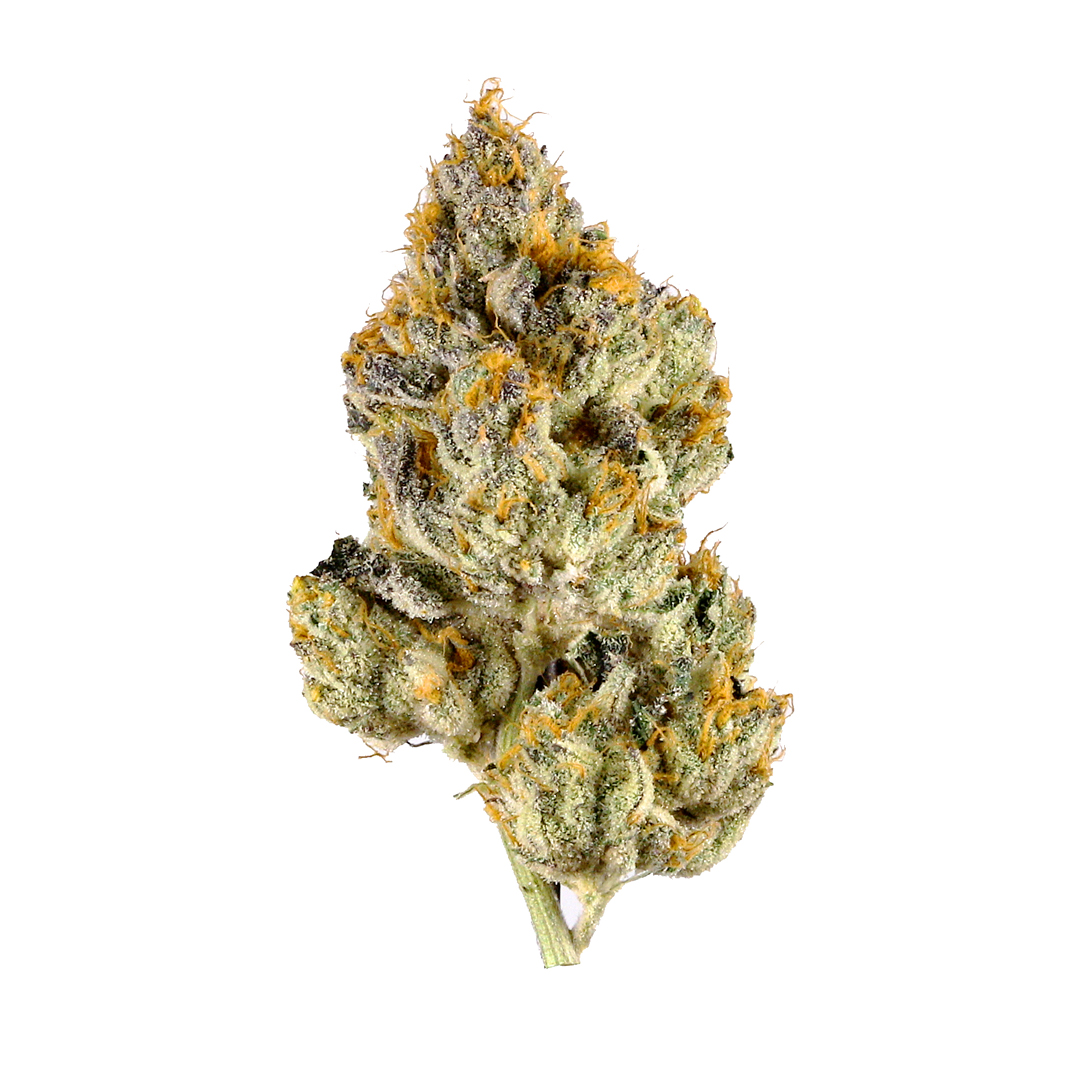 Violet Fog marijuana strain flower with violet and lavender flavor and relaxed / sleepy effects - Rare Harvest hybrid