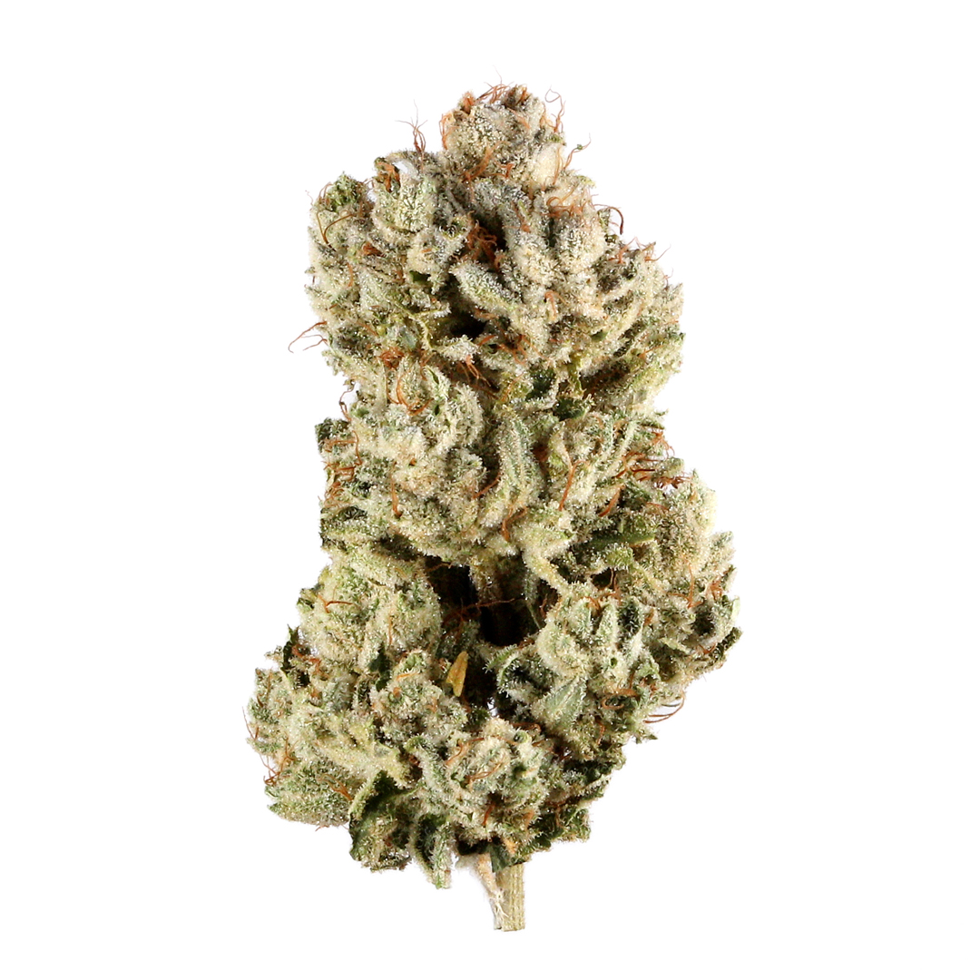 Yolo Berry marijuana strain flower with blueberry and grape flavor and talkative / uplifted effects - Rare Harvest indica