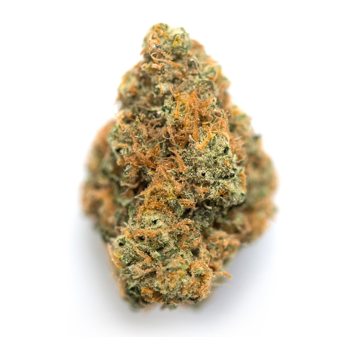 Absinthe marijuana strain flower with pine and earthy flavor and energetic / creative effects - Rare Harvest hybrid