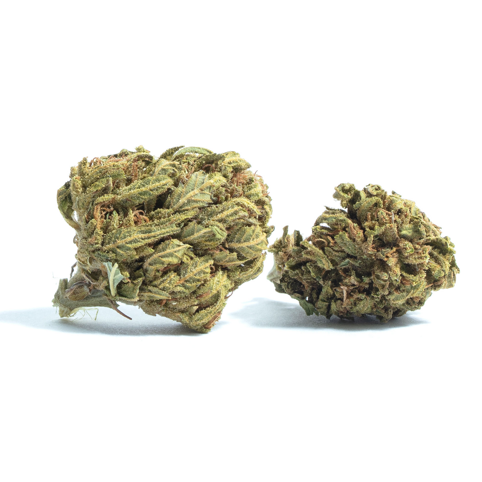 Sugar Pine marijuana strain flower with pine and sweet flavor and energetic / creative effects - Rare Harvest hybrid