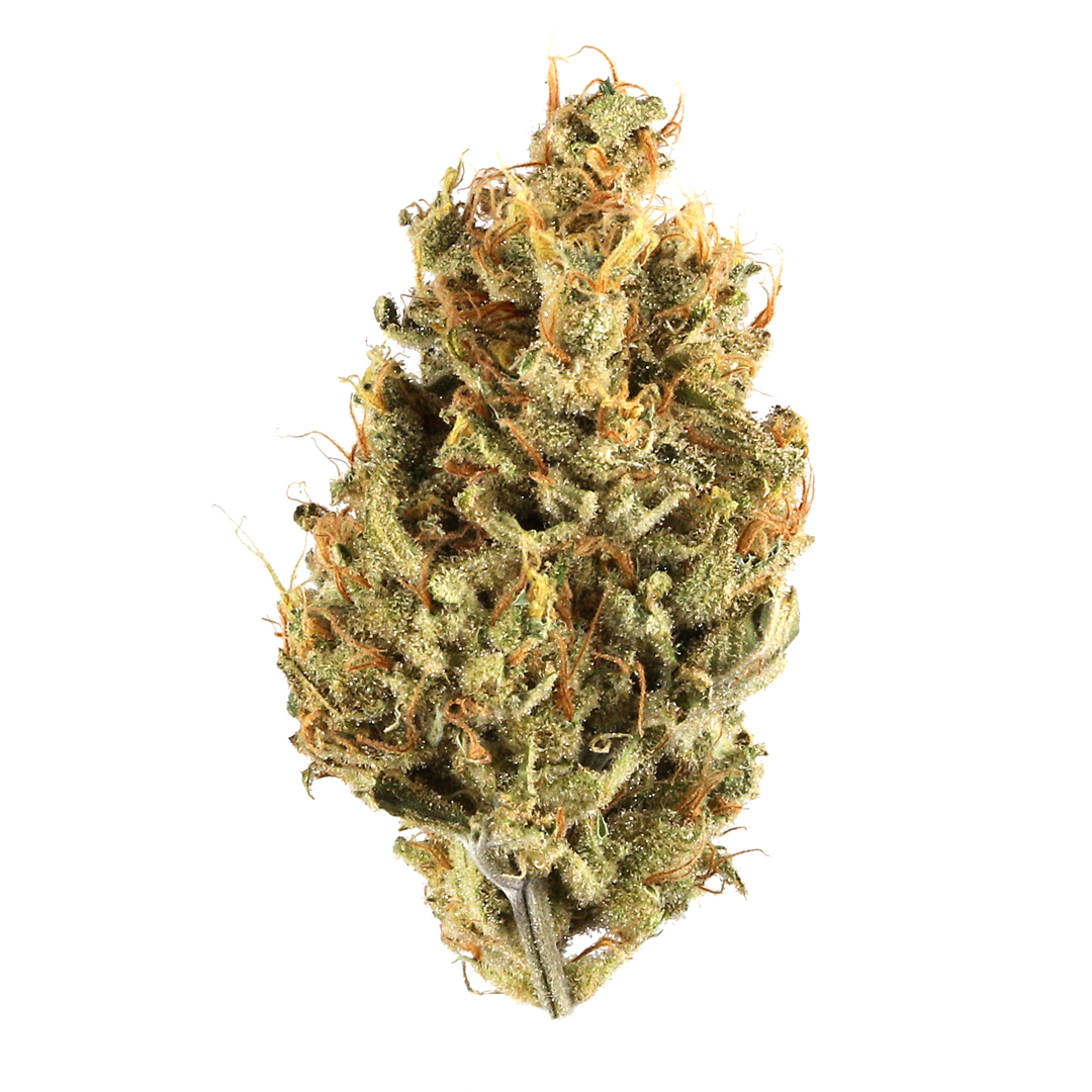 Space Dust marijuana strain flower with earthy and sweet flavor and creative / uplifted effects - Rare Harvest hybrid