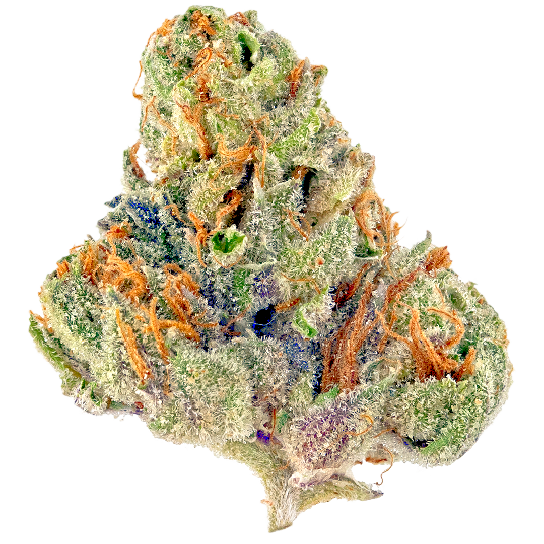 Tiki Rain marijuana strain flower with mango and tropical flavor and uplifted / euphoric effects - Rare Harvest hybrid