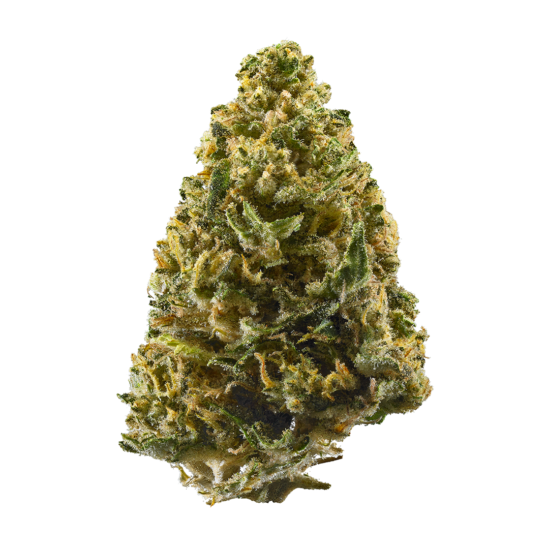 Willie Berrie marijuana strain flower with blueberry and berry flavor and creative / uplifted effects - Rare Harvest hybrid