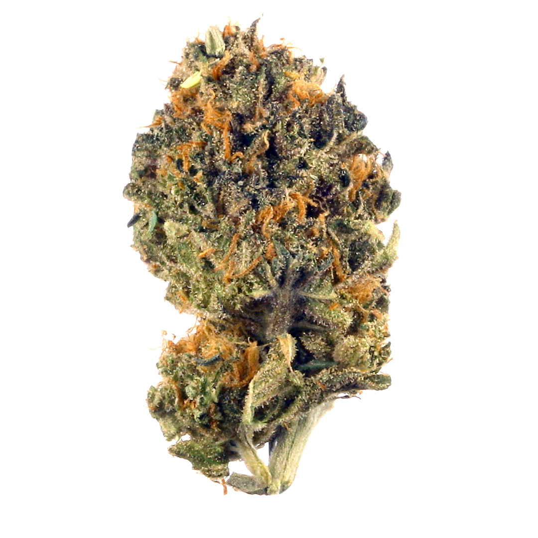 Tropic Truffle marijuana strain flower with apricot and tropical flavor and talkative / uplifted effects - Rare Harvest hybrid