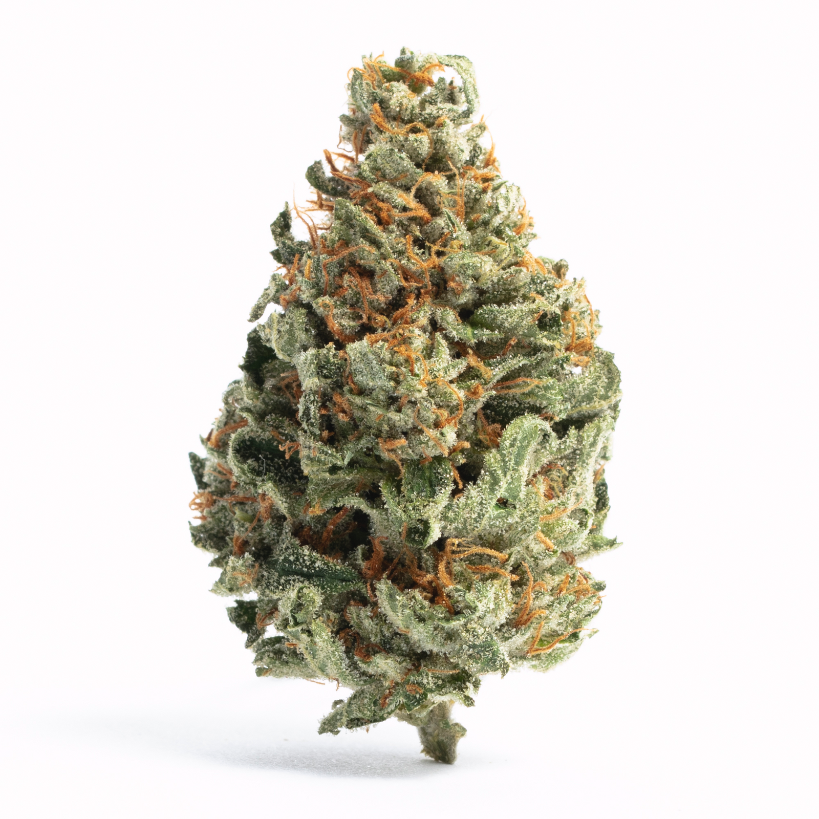 Sherblato marijuana strain flower with apricot and chestnut flavor and tingly / hungry effects - Rare Harvest hybrid