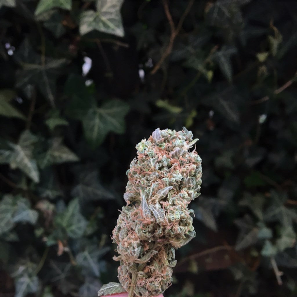 Strawberry Banana marijuana strain flower with strawberry and tree fruit flavor and relaxed / happy effects - Rare Harvest hybrid
