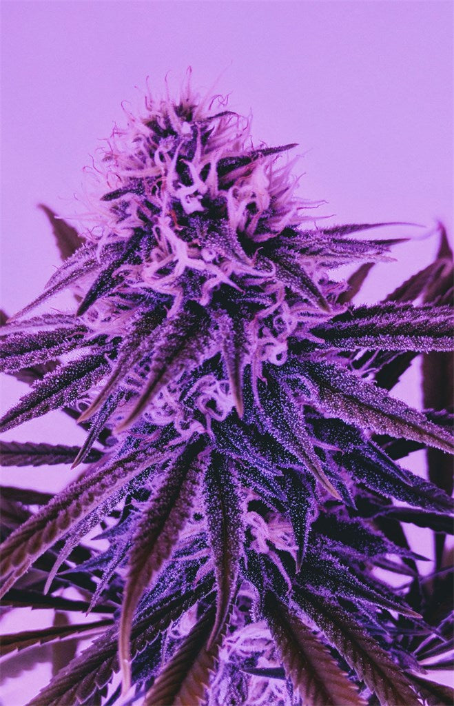 Strawberry Blue marijuana strain flower with strawberry and berry flavor and energetic / aroused effects - Rare Harvest sativa