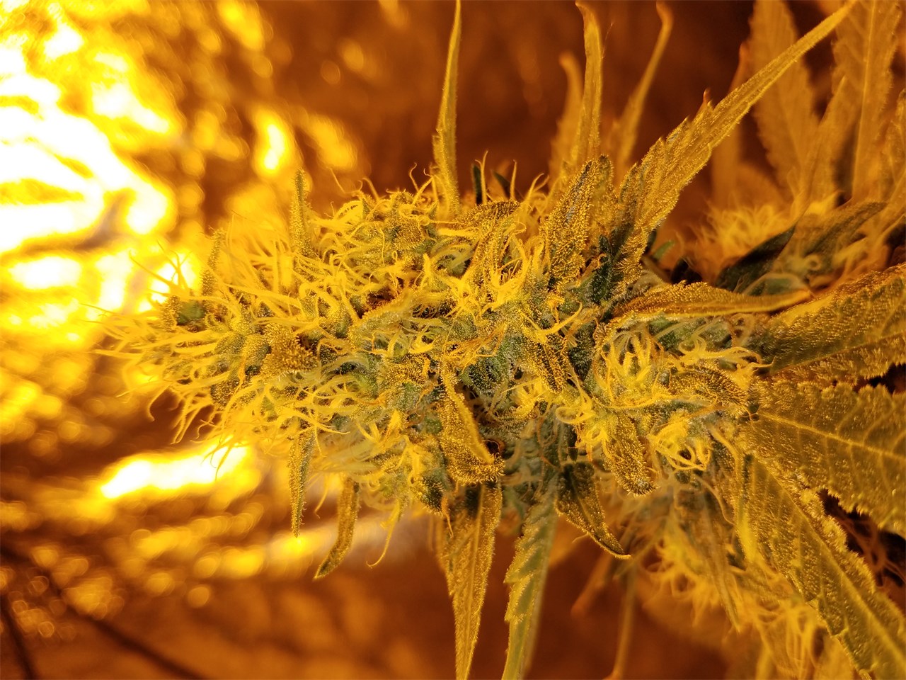 Strawberry Kush marijuana strain flower with strawberry and sweet flavor and tingly / hungry effects - Rare Harvest hybrid