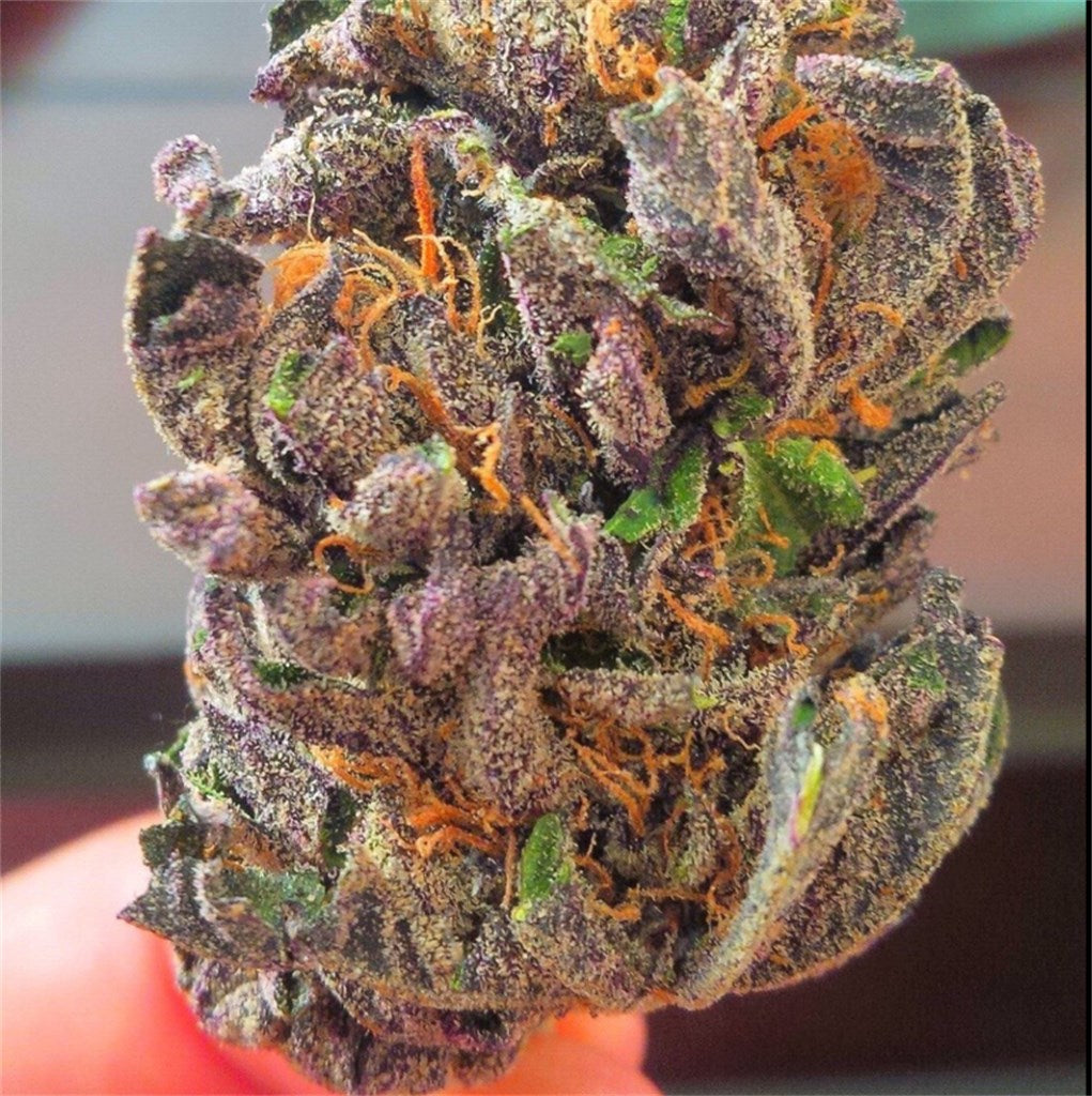 Strawberry Mango Haze marijuana strain flower with mango and strawberry flavor and focused / uplifted effects - Rare Harvest sativa