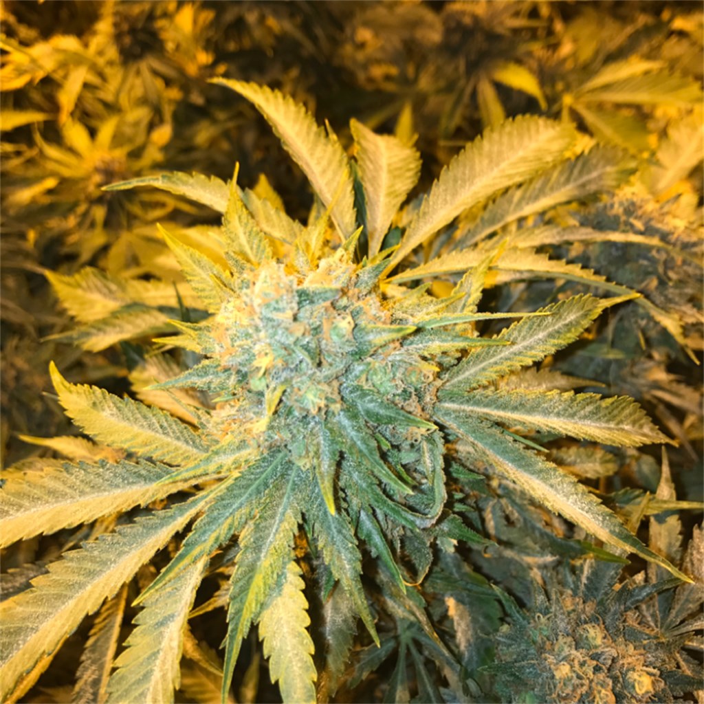Strawberry OG marijuana strain flower with strawberry and diesel flavor and hungry / happy effects - Rare Harvest hybrid