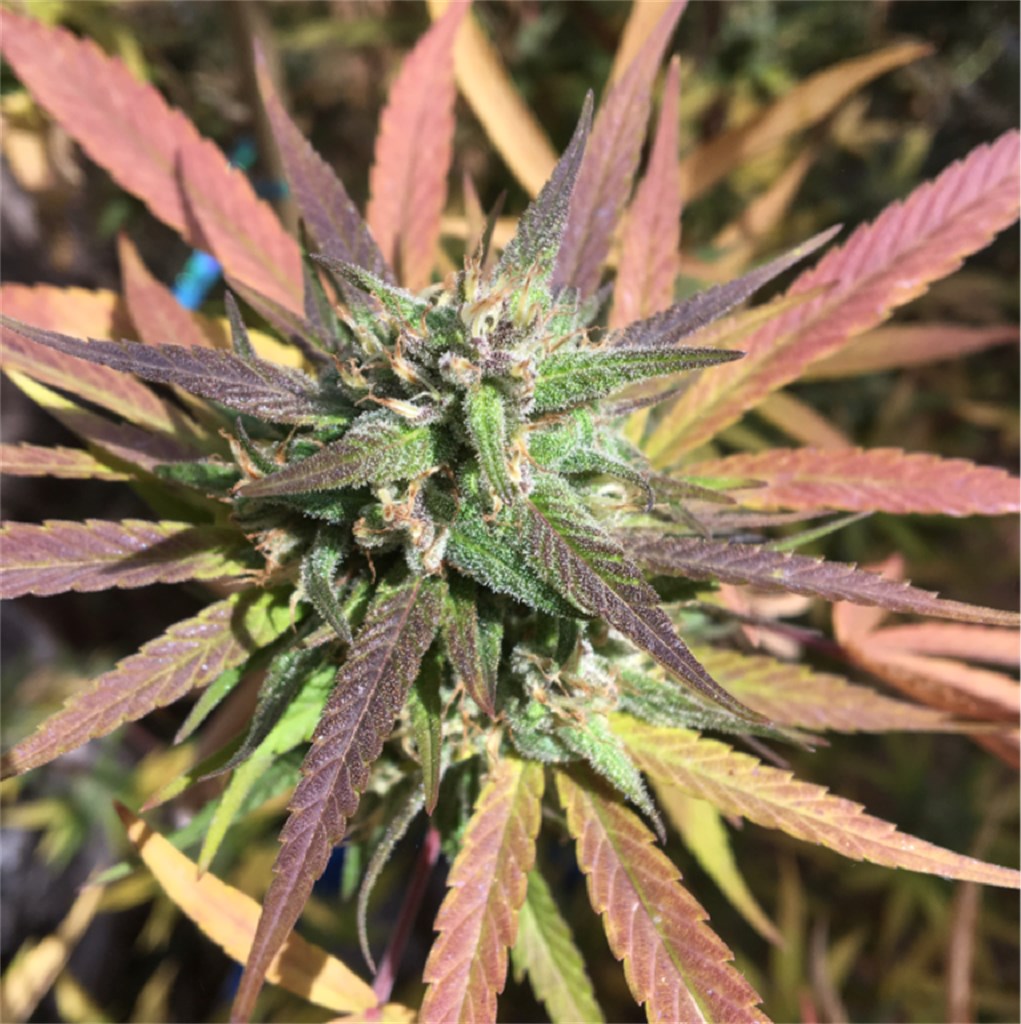 Sugar Cookie marijuana strain flower with vanilla and sweet flavor and sleepy / relaxed effects - Rare Harvest hybrid
