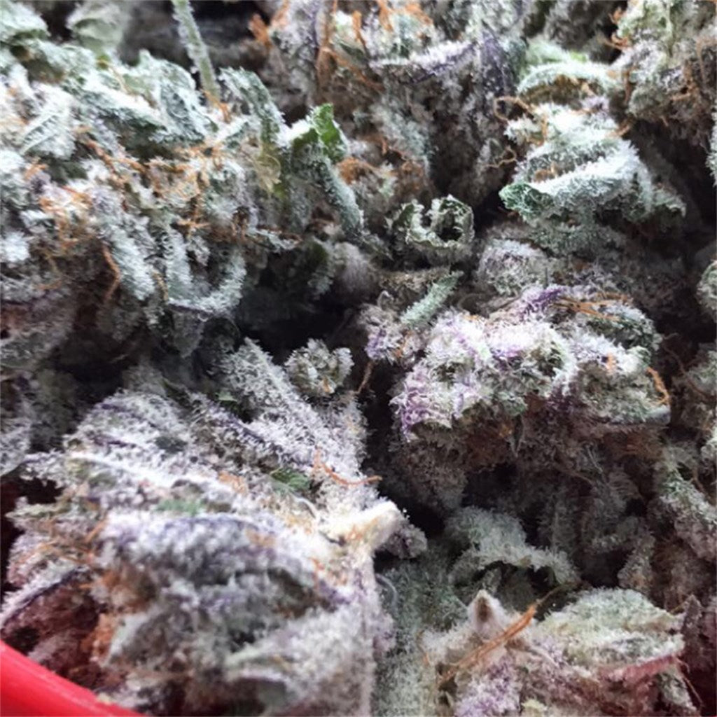 Sugar Kush marijuana strain flower with sweet and pine flavor and sleepy / hungry effects - Rare Harvest indica
