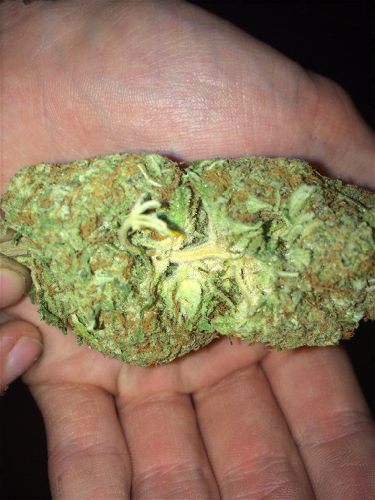 Sugar Shack marijuana strain flower with pine and earthy flavor and sleepy / relaxed effects - Rare Harvest hybrid