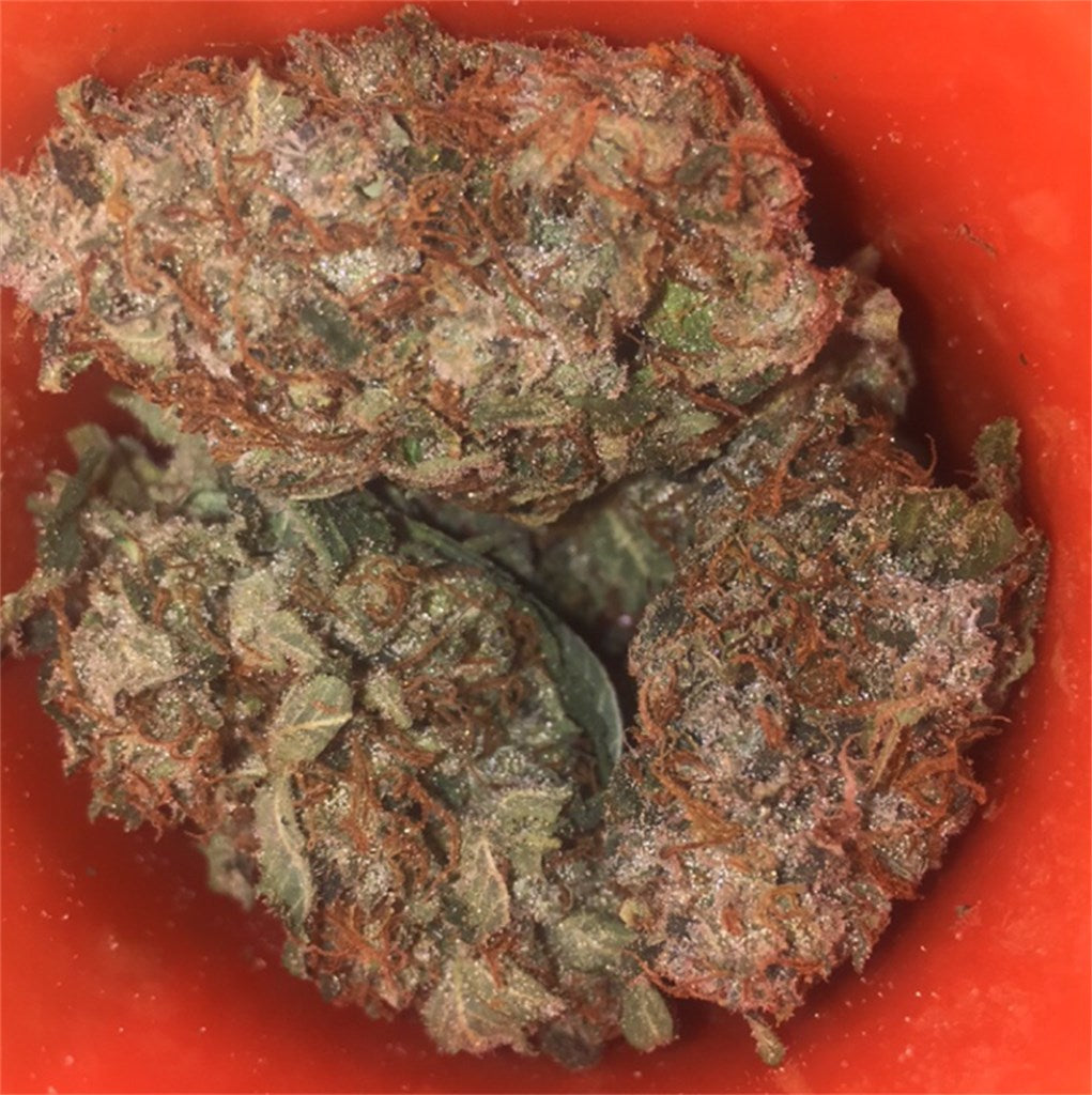 Sumo Grande marijuana strain flower with citrus and ammonia flavor and focused / energetic effects - Rare Harvest sativa