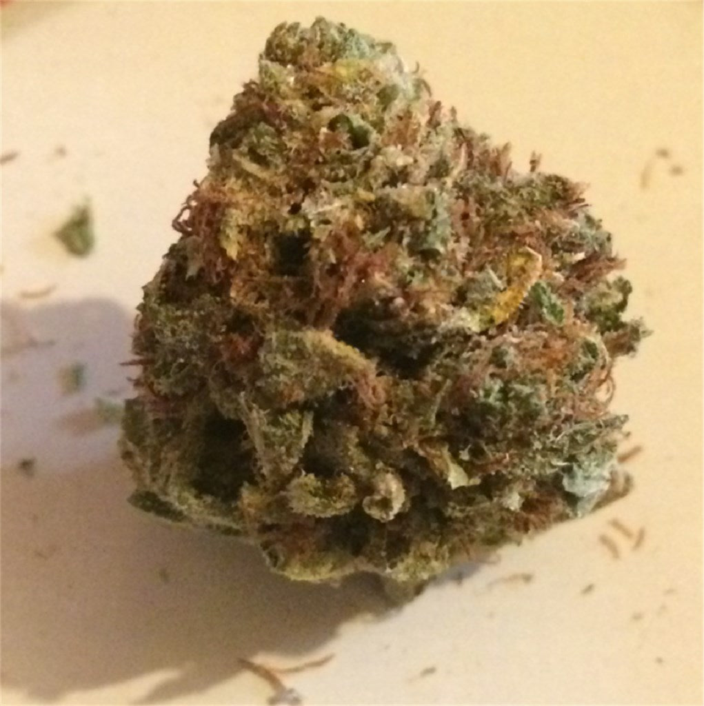 Sun Ra marijuana strain flower with tropical and orange flavor and energetic / uplifted effects - Rare Harvest hybrid