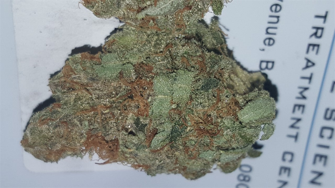 Sunburn marijuana strain flower with citrus and flowery flavor and energetic / uplifted effects - Rare Harvest sativa