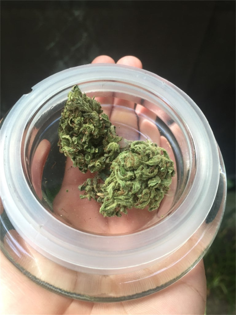 Sunset Haze marijuana strain flower with pineapple and tropical flavor and creative / energetic effects - Rare Harvest hybrid