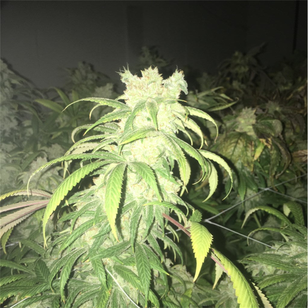 Sunshine Daydream marijuana strain flower with butter and rose flavor and relaxed / tingly effects - Rare Harvest indica