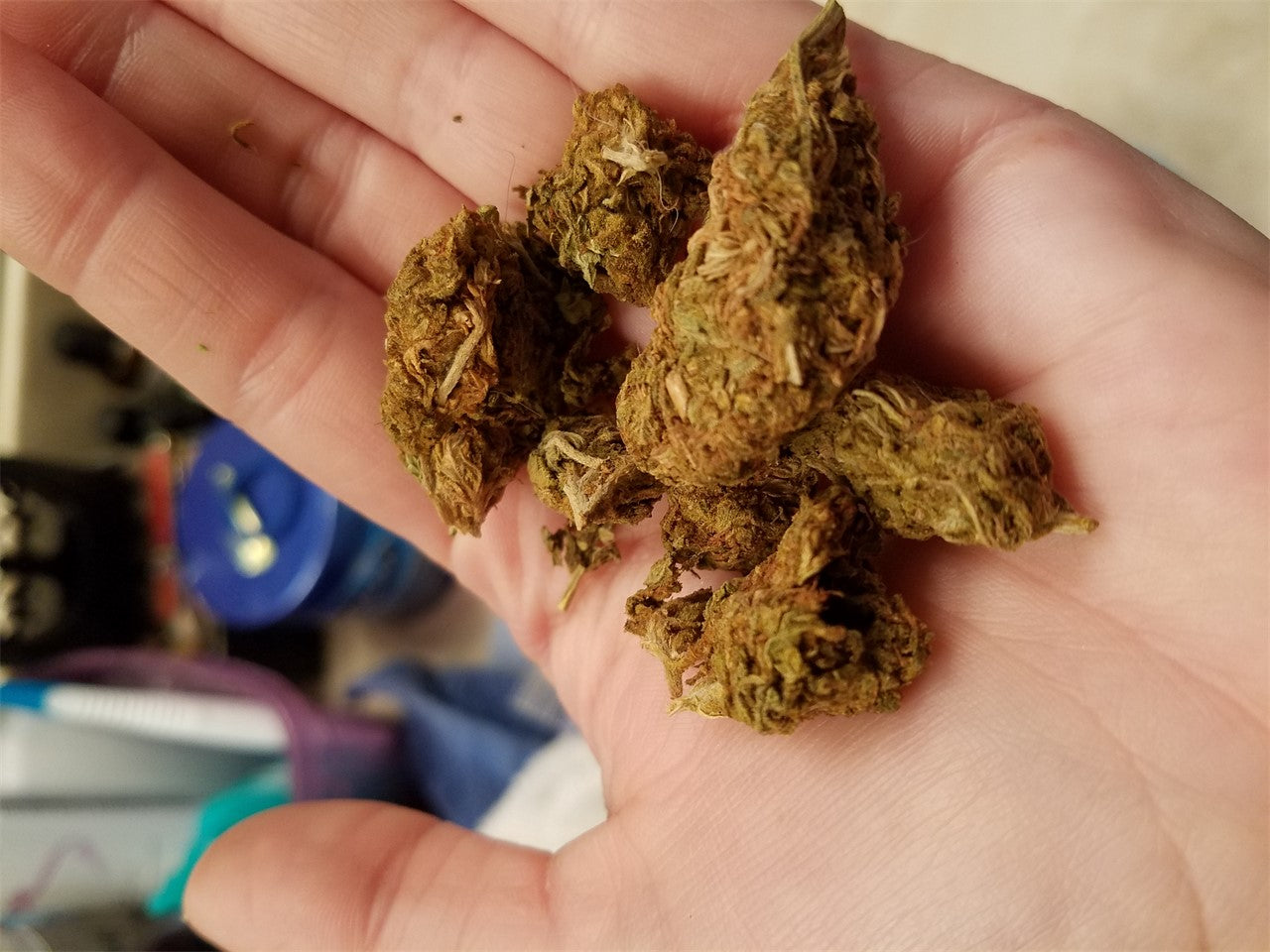 Sunshine marijuana strain flower with citrus and tropical flavor and uplifted / creative effects - Rare Harvest sativa