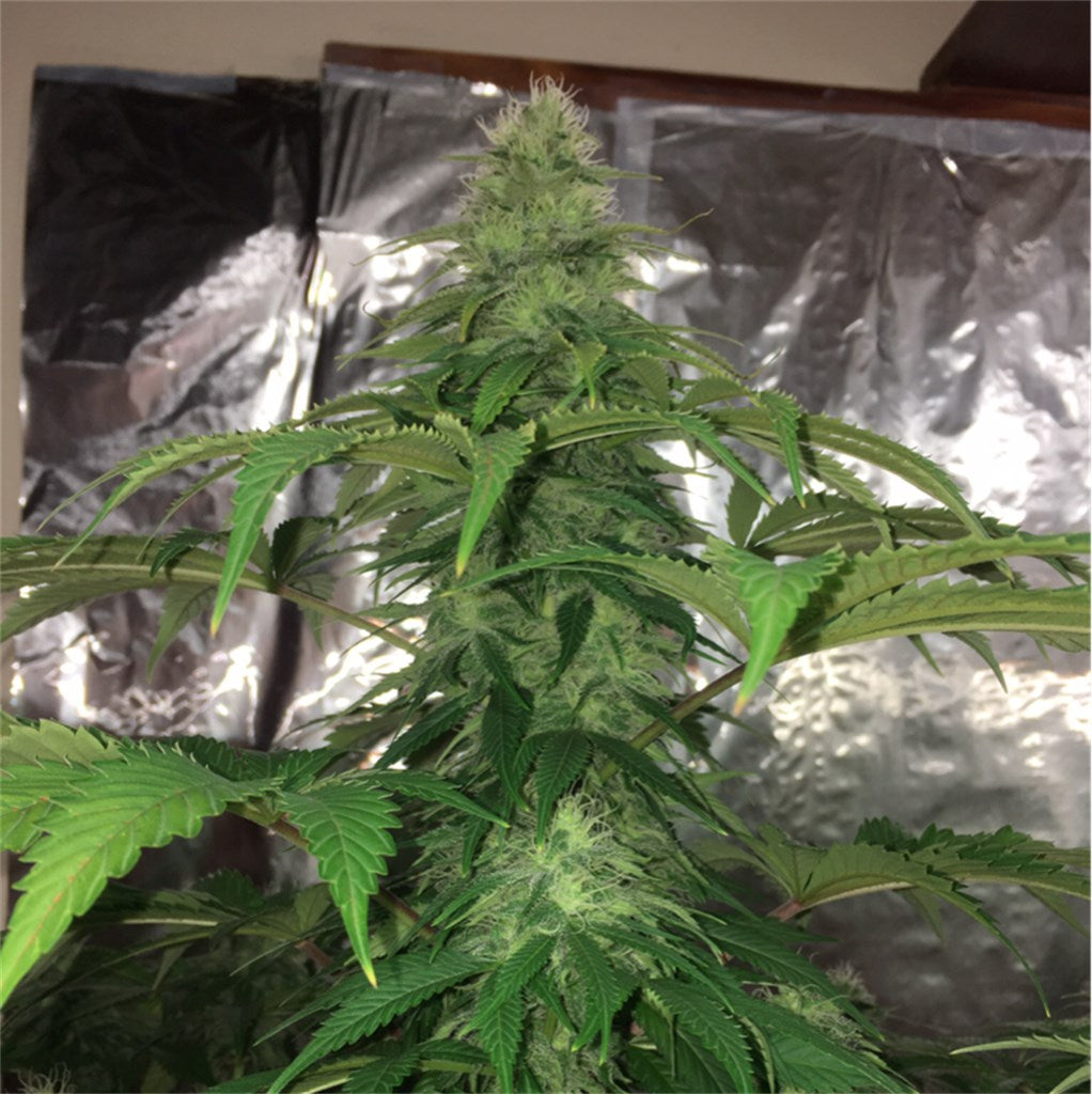 Supa Don marijuana strain flower with apricot and berry flavor and energetic / creative effects - Rare Harvest sativa