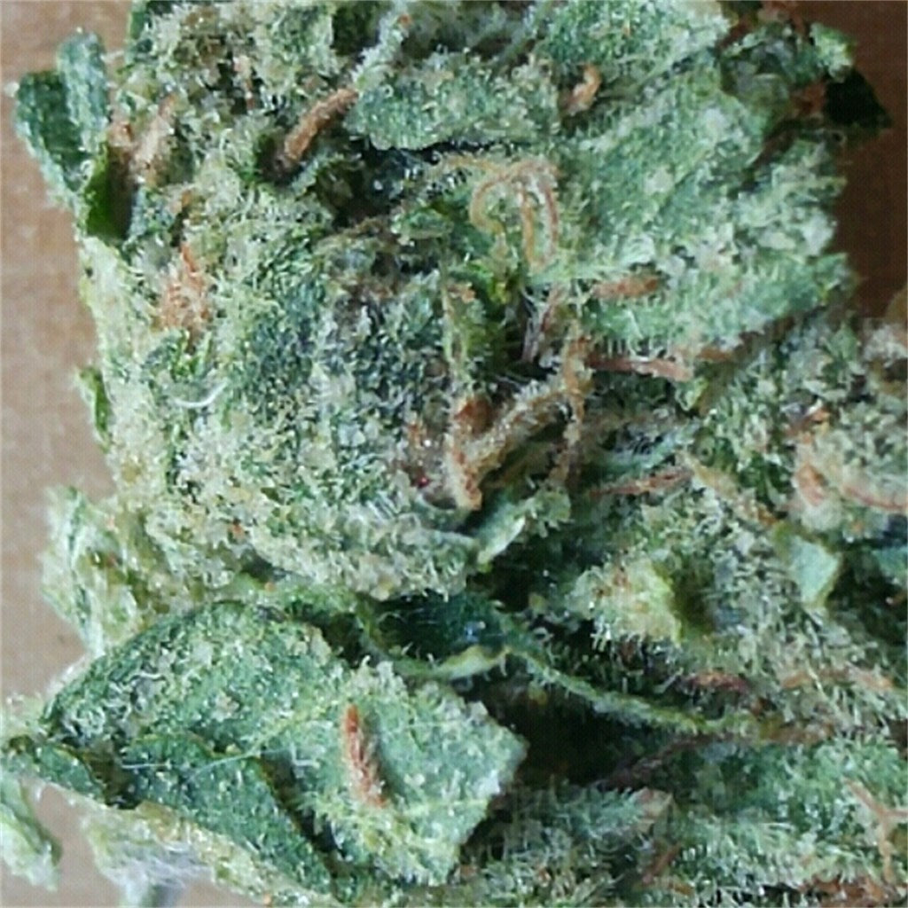 Super Chronic marijuana strain flower with diesel and mint flavor and creative / uplifted effects - Rare Harvest indica