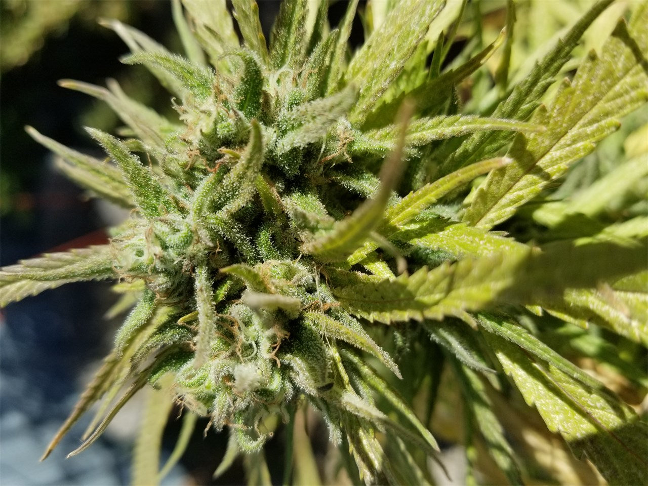 Super Blue Dream marijuana strain flower with blueberry and tea flavor and focused / uplifted effects - Rare Harvest hybrid