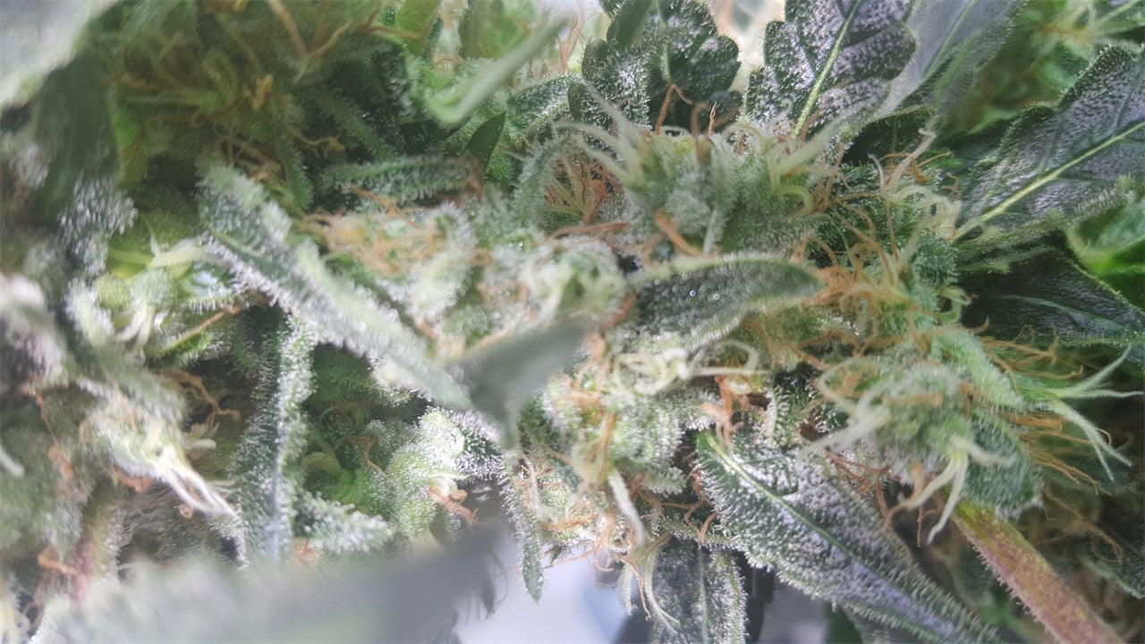 Super Bud marijuana strain flower with citrus and pineapple flavor and giggly / hungry effects - Rare Harvest indica