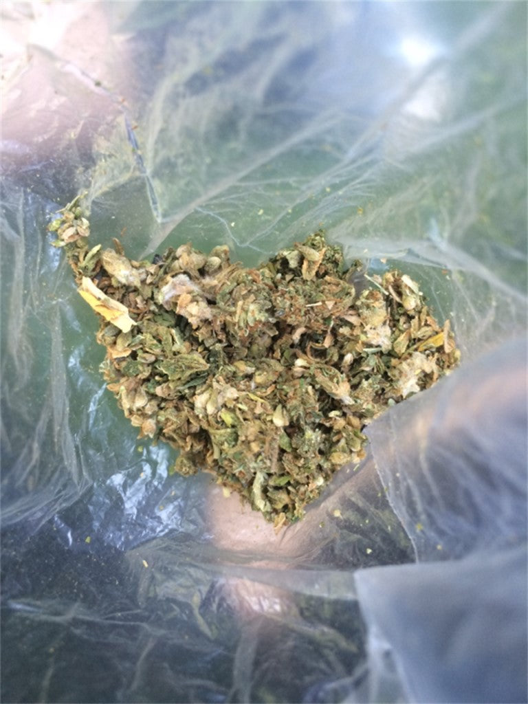 Super Cat Piss marijuana strain flower with coffee and lemon flavor and energetic / uplifted effects - Rare Harvest sativa