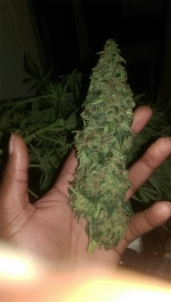 Super Cheese marijuana strain flower with cheese and blue cheese flavor and euphoric / hungry effects - Rare Harvest indica