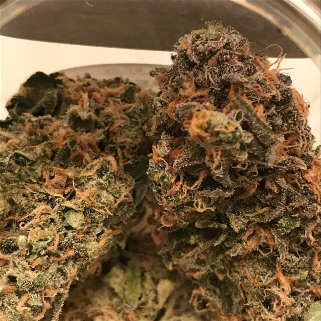 Super G marijuana strain flower with earthy and nutty flavor and energetic / creative effects - Rare Harvest sativa
