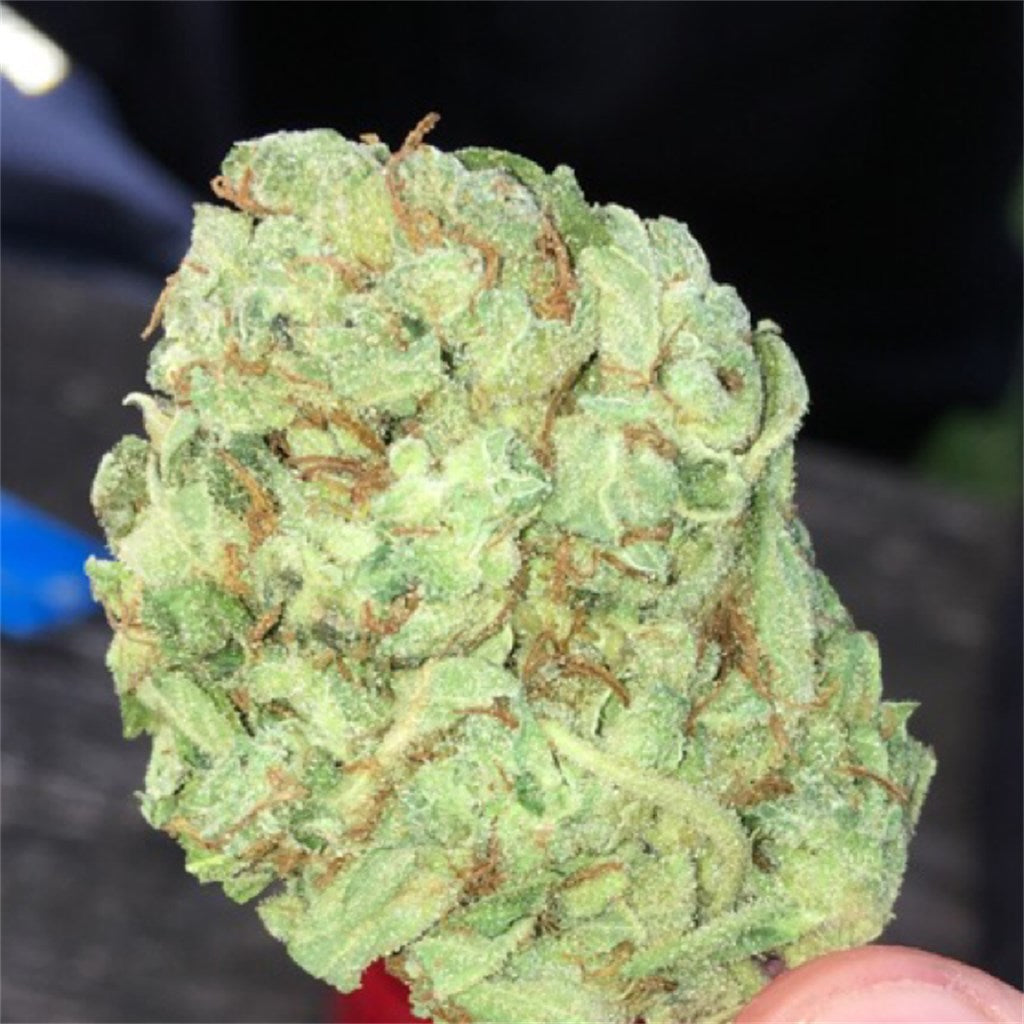 Super Lemon Haze marijuana strain flower with lemon and citrus flavor and energetic / focused effects - Rare Harvest sativa