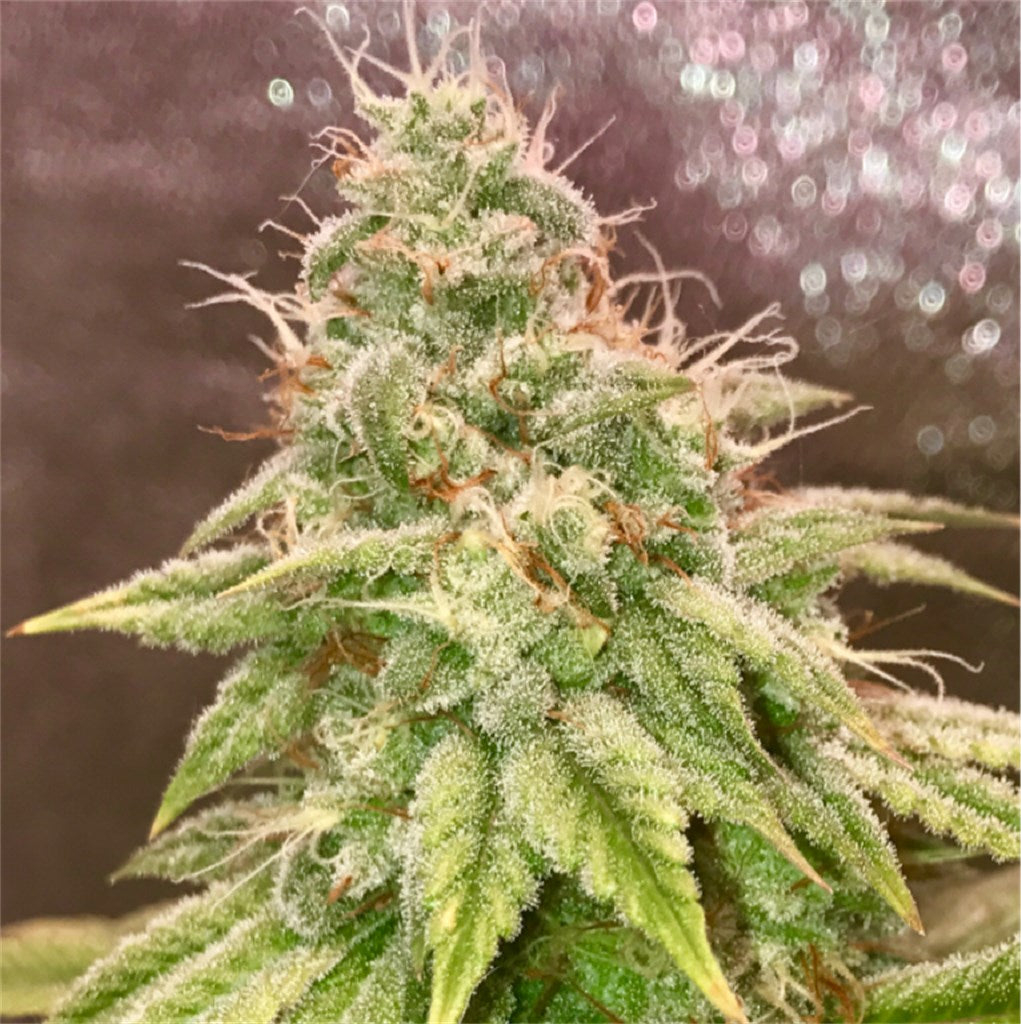 Super Lemon OG marijuana strain flower with lemon and citrus flavor and happy / relaxed effects - Rare Harvest hybrid