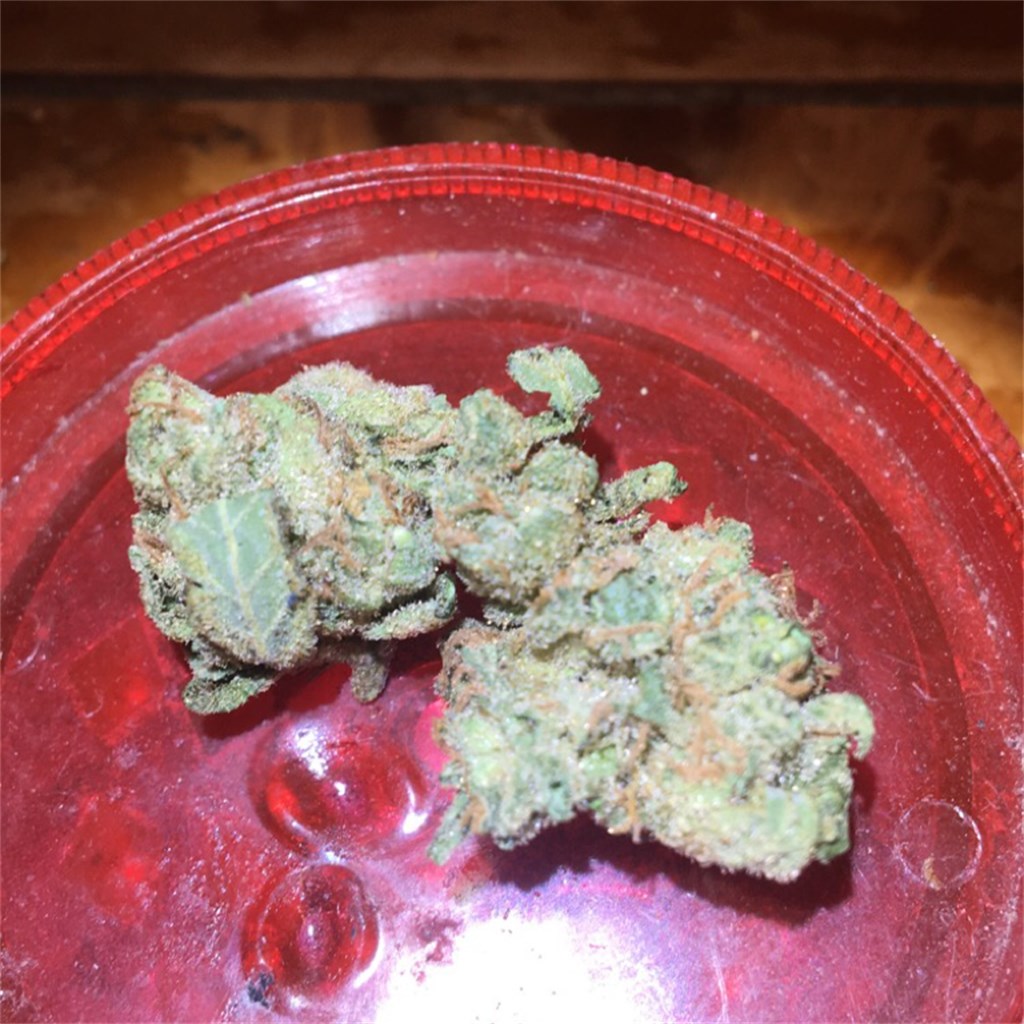 Super Silver Haze marijuana strain flower with citrus and skunk flavor and energetic / uplifted effects - Rare Harvest sativa