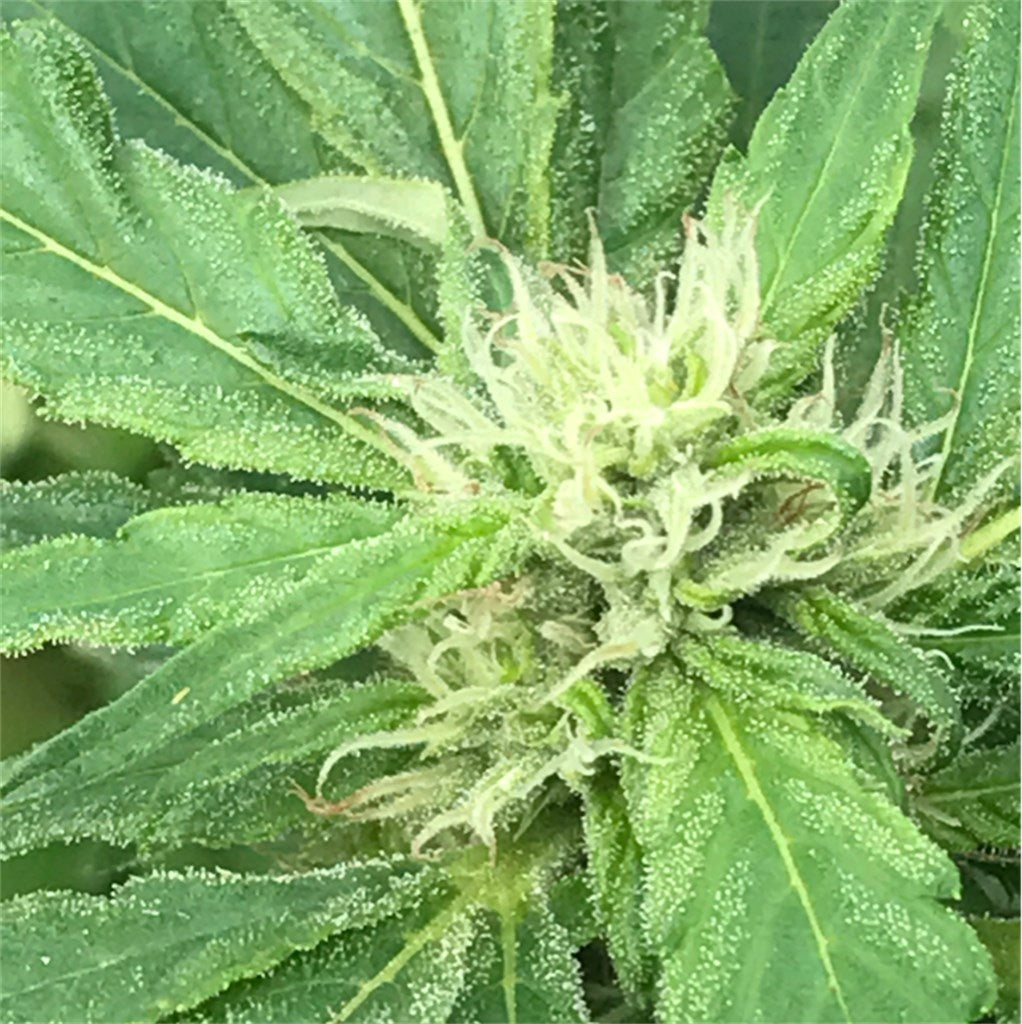 Super Skunk marijuana strain flower with skunk and pungent flavor and relaxed / sleepy effects - Rare Harvest indica