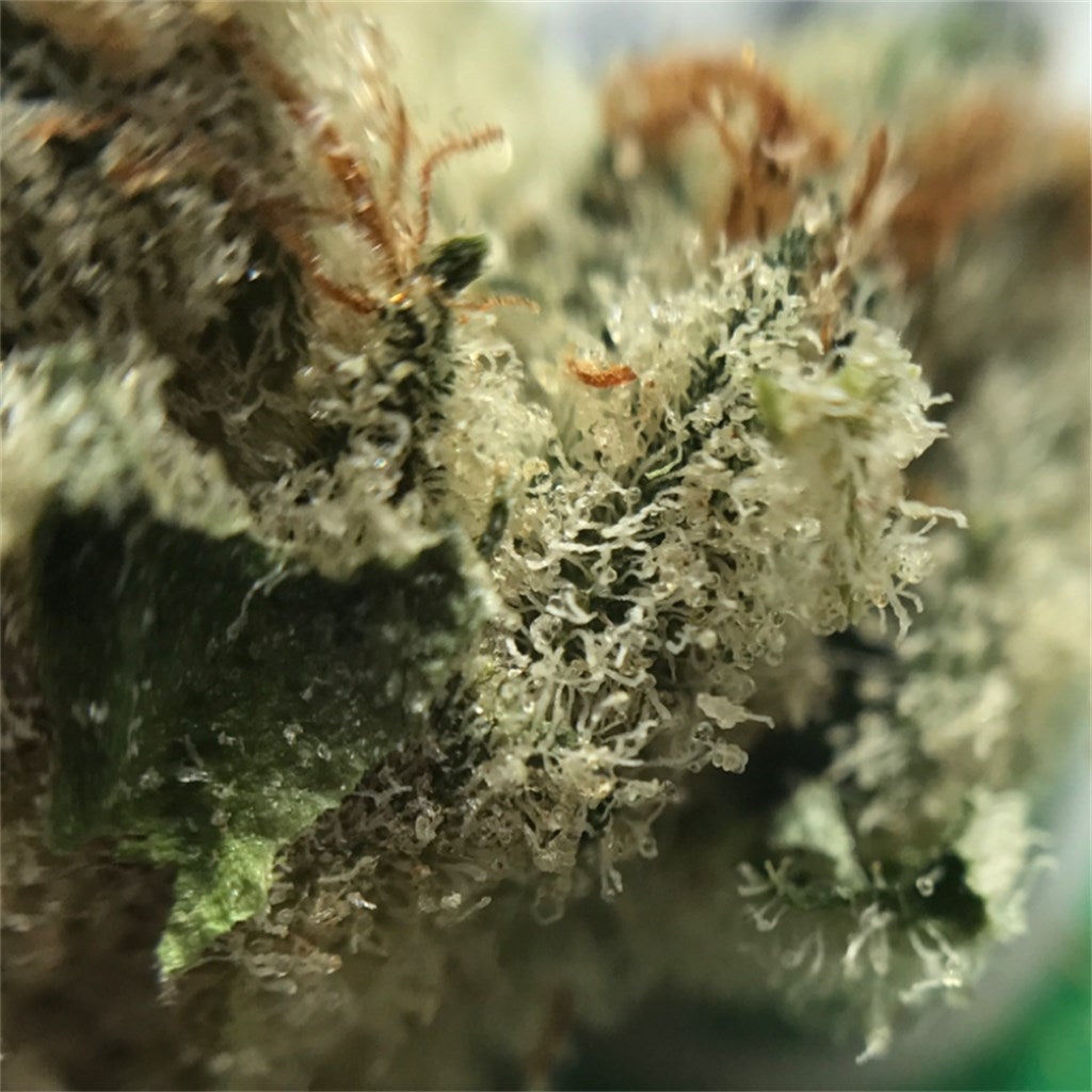 Snow Dog marijuana strain flower with citrus and flowery flavor and focused / uplifted effects - Rare Harvest sativa