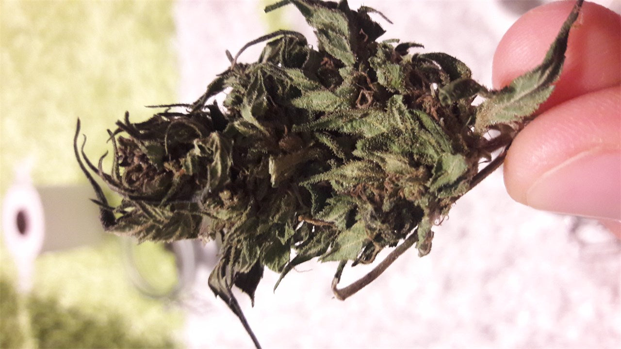 Super Sour Skunk marijuana strain flower with skunk and citrus flavor and giggly / talkative effects - Rare Harvest hybrid