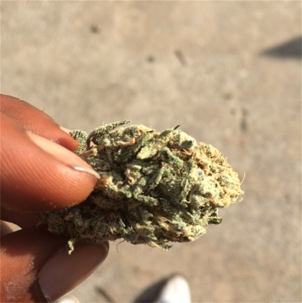 Super Sour Widow marijuana strain flower with apricot and apple flavor and energetic / euphoric effects - Rare Harvest hybrid