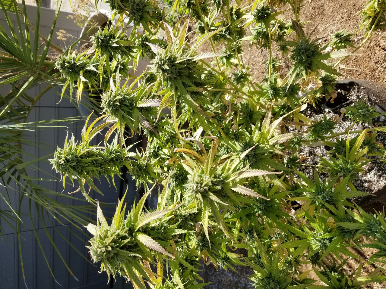 Superglue marijuana strain flower with woody and pine flavor and relaxed / focused effects - Rare Harvest hybrid